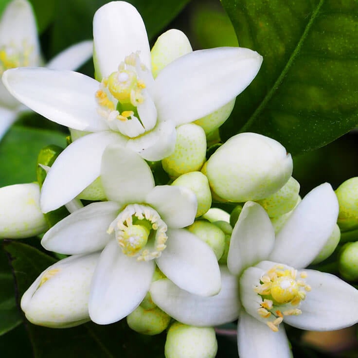 PEACEFUL GODDESS Neroli healing facial mist & balancing spray